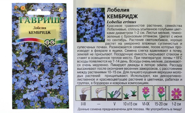 Лобелия схема посадки в грунт