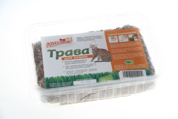 Трава для кошек